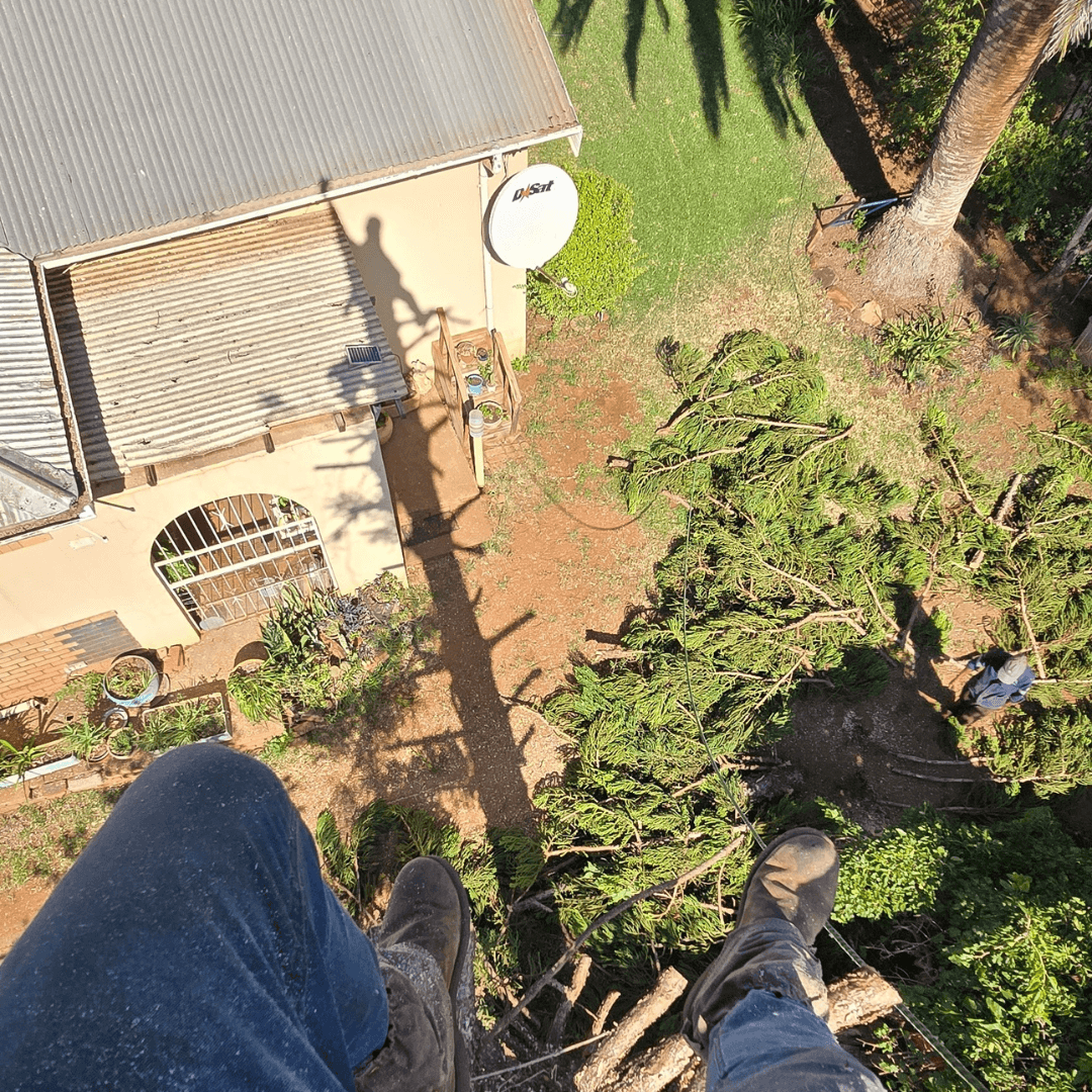 Palm Tree Maintenance